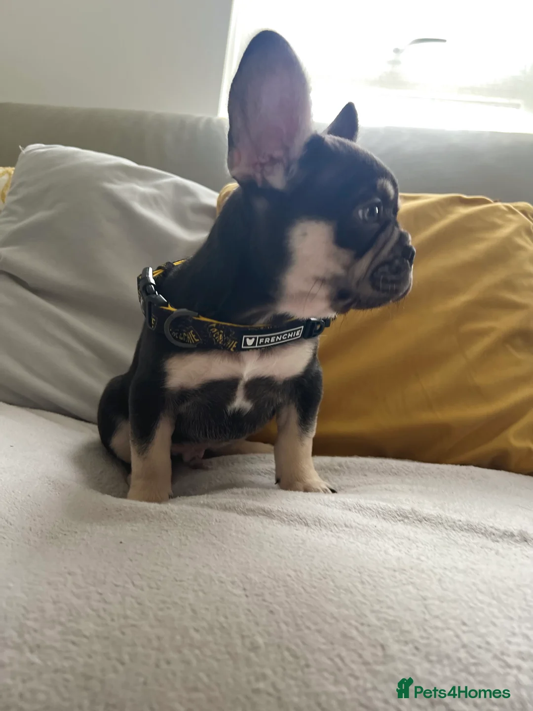 French Bulldog dogs for sale: Stunning Kc French Bulldog puppies  - Advert 2