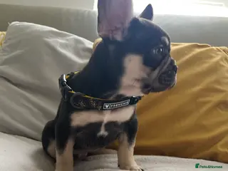 French Bulldog dogs Stunning Kc French Bulldog puppies - Advert 3