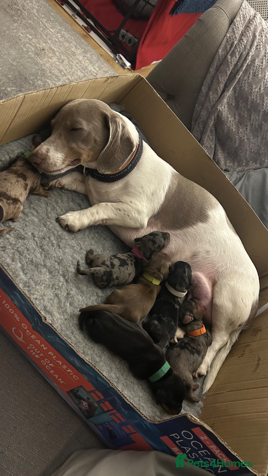 Miniature Dachshund dogs 5 Gorgeous Dachshund puppies - Advert 10
