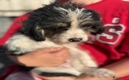 Mixed Breed dogs for sale: Beagle Cross puppies  - Image 15