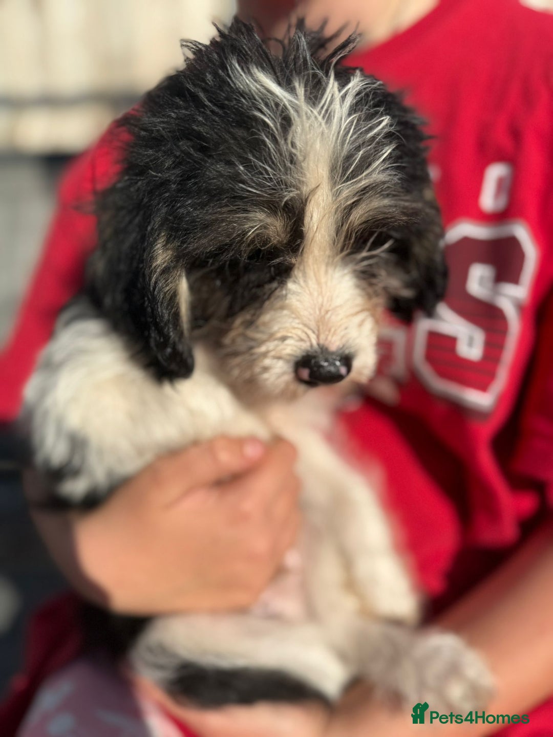 Mixed Breed dogs for sale: Beagle Cross puppies  - Image 15