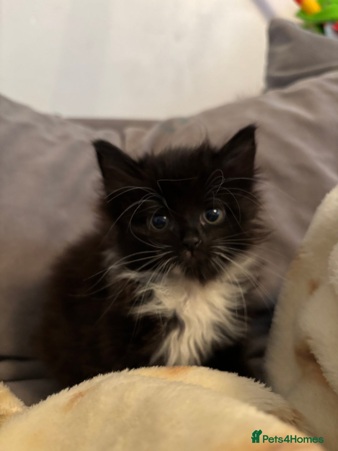 British Longhair cats for sale: Christmas Eve, long haired black and white fluffy - Advert 4