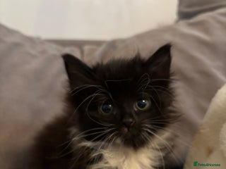 British Longhair cats Christmas Eve, long haired black and white fluffy - Advert 3