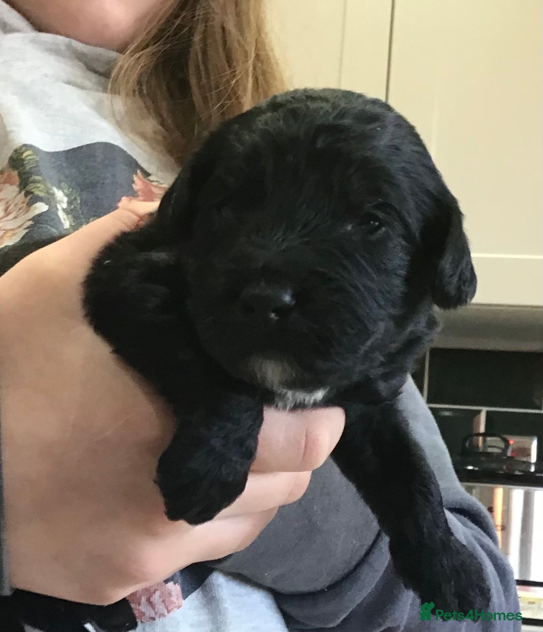 Bernedoodle dogs for sale: EXCEPTIONAL MINI BERNADOODLE PUPS. - Advert 7