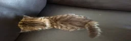 Siberian cats for sale: Pure gorgeous Siberian Kittens - Advert 18