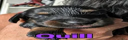 Miniature Dachshund dogs for sale: Miniature Longhaired Dachshund Puppies - Advert 8