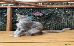 Maine Coon cats for sale: Russian bloodline Maine Coon Kittens 20+Gen! 🏆 - Image 6