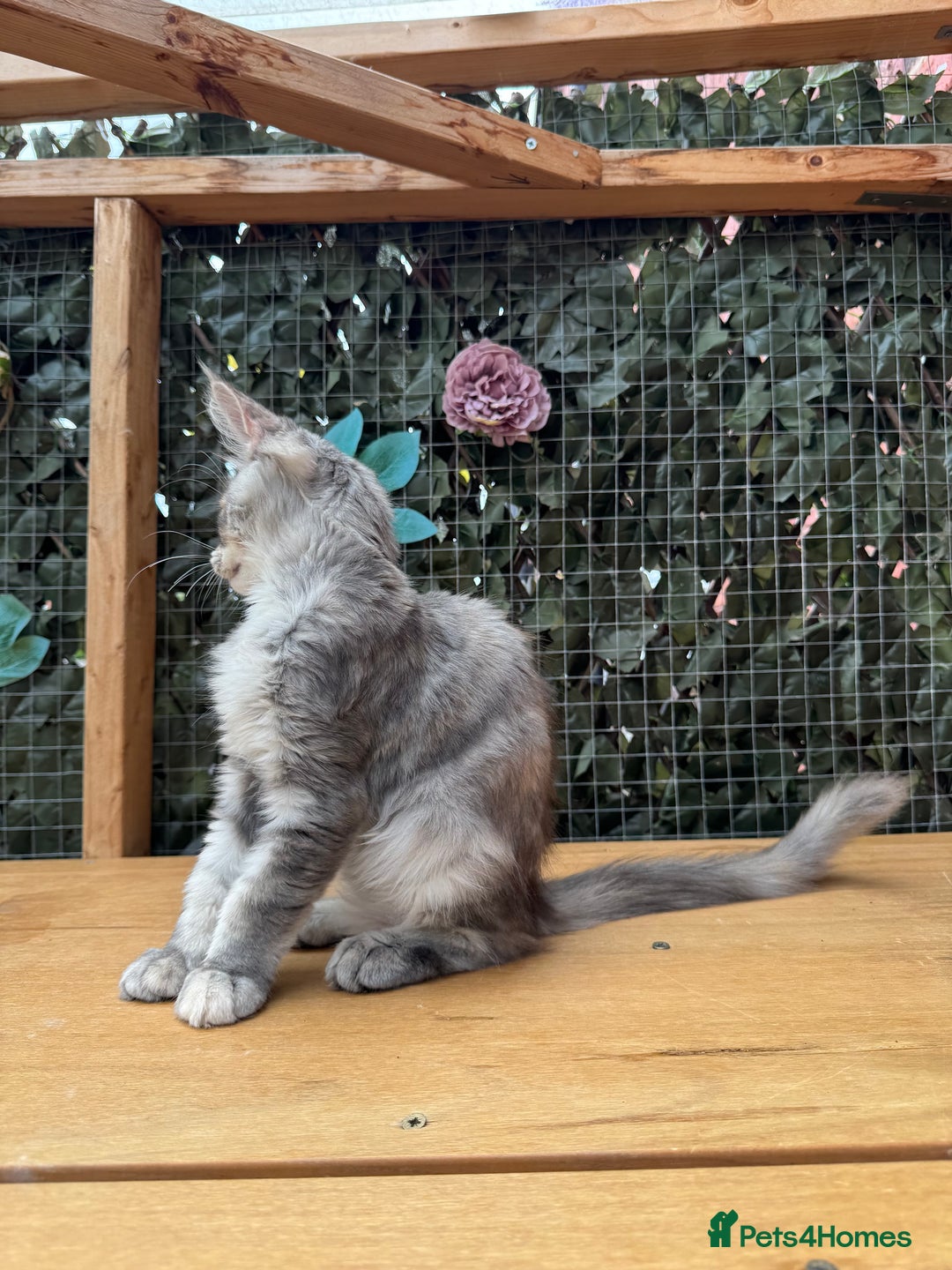 Maine Coon cats for sale: Russian bloodline Maine Coon Kittens 20+Gen! 🏆 - Image 6