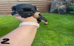 Border Terrier dogs for sale: Border Terrier Puppies  - Image 10