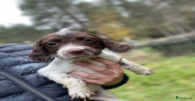 English Springer Spaniel dogs - Advert 14