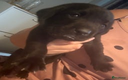 Labrador Retriever dogs for sale: Black labradors  - Image 18