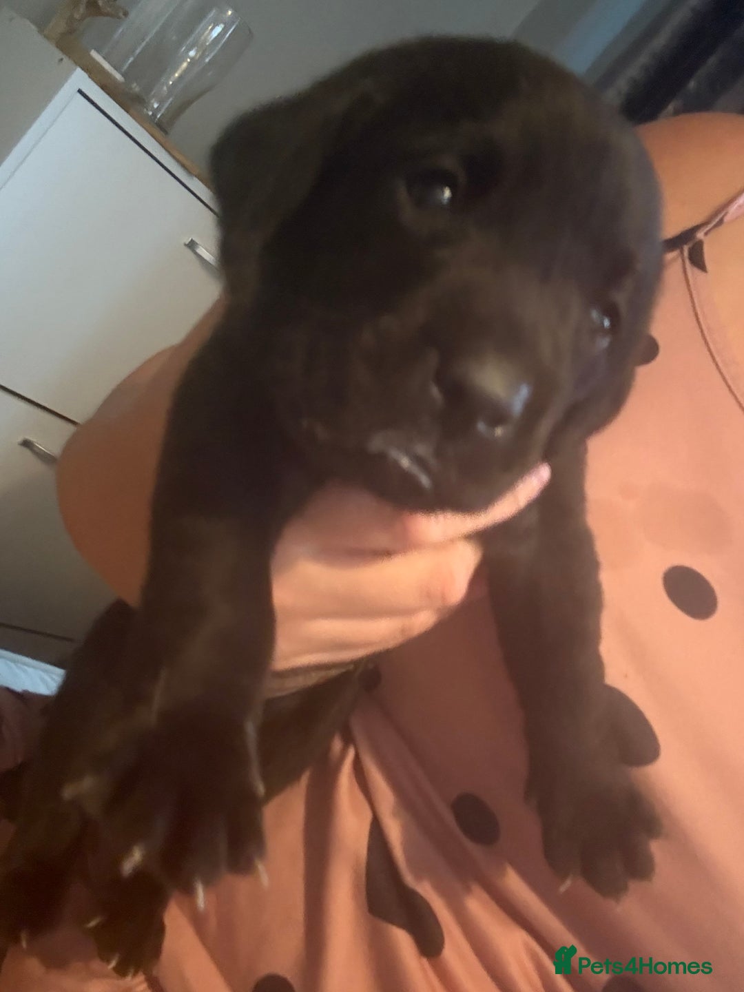 Labrador Retriever dogs for sale: Black labradors  - Image 18