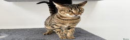 Savannah cats for sale: Three beautiful F5 SBT Savannah sisters - Advert 5