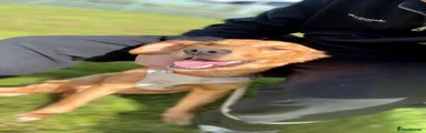 Golden Retriever 1
