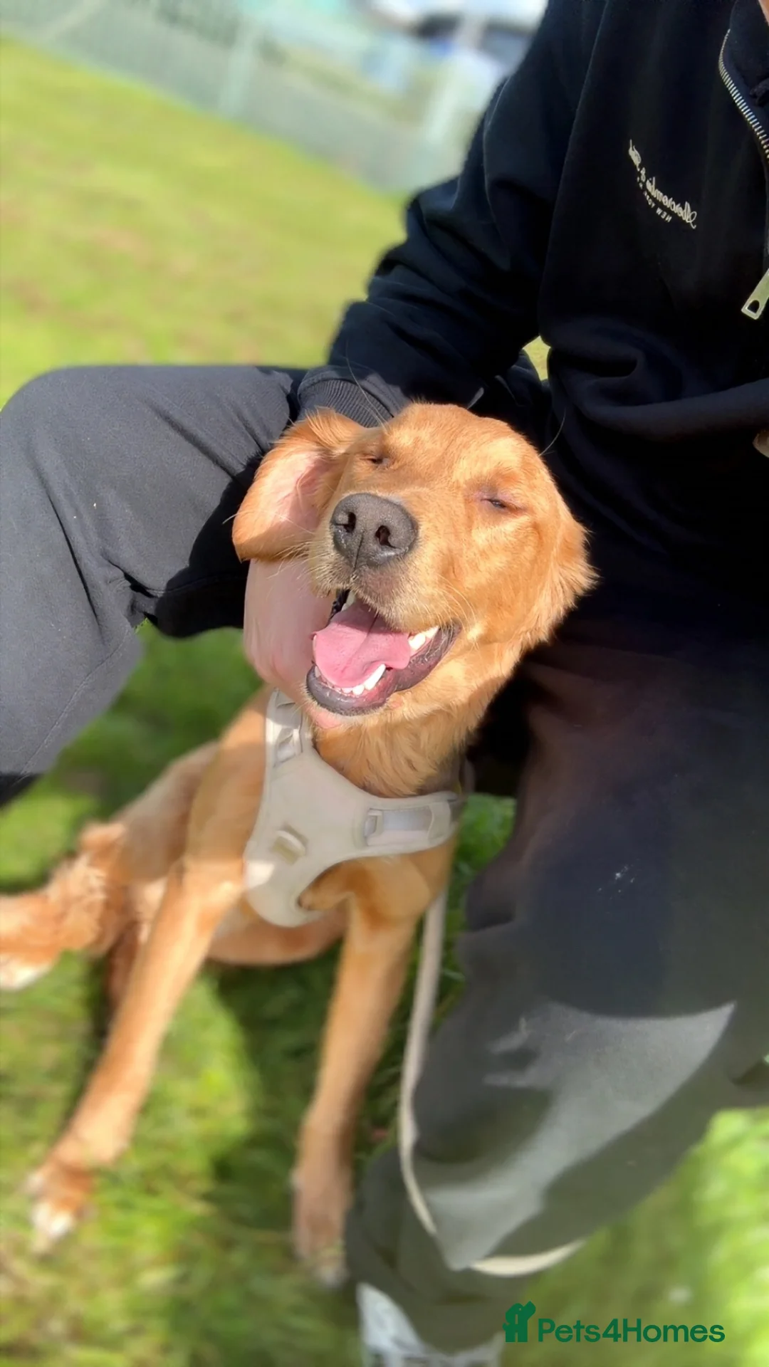 Golden Retriever dogs for sale: Male Golden Retriever Puppy - Advert 4