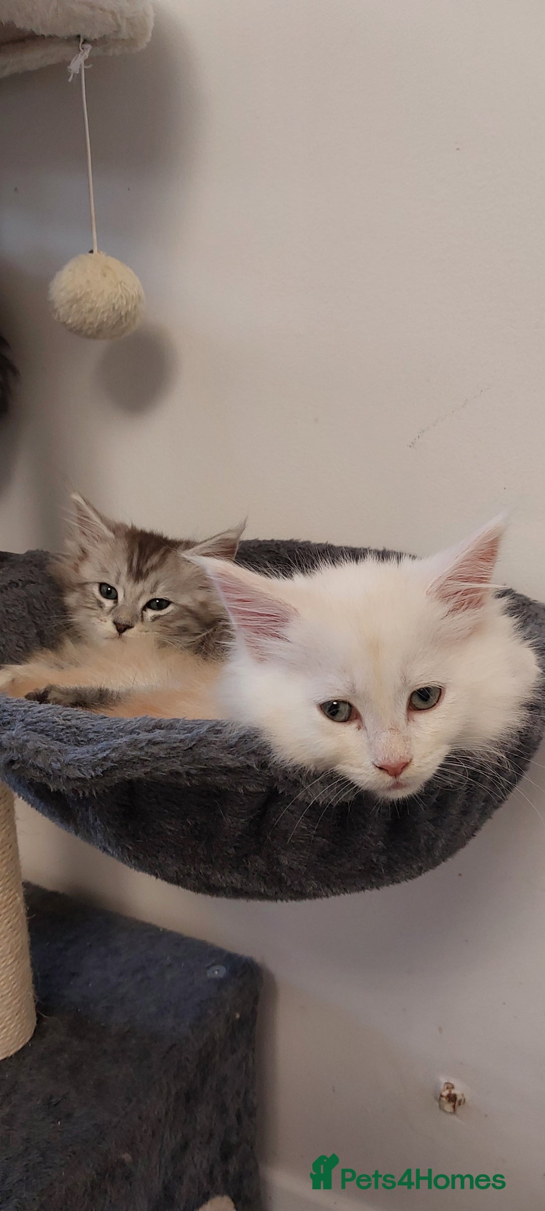 Maine Coon cats for sale: 🐈🐈🐈7 Amazing Maine coons🐈🐈🐈 - Advert 15