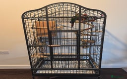 Conures birds for sale: Green cheek conure - Image 3