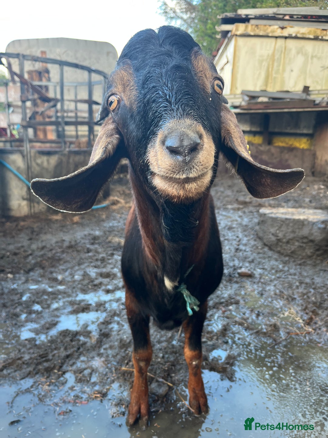 Goats livestock for sale: Billy goat  - Advert 1