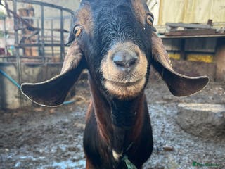 Goats livestock Billy goat - Advert 3