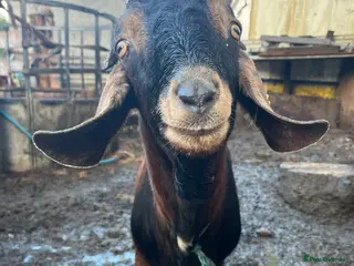 Goats livestock Billy goat - Advert 11