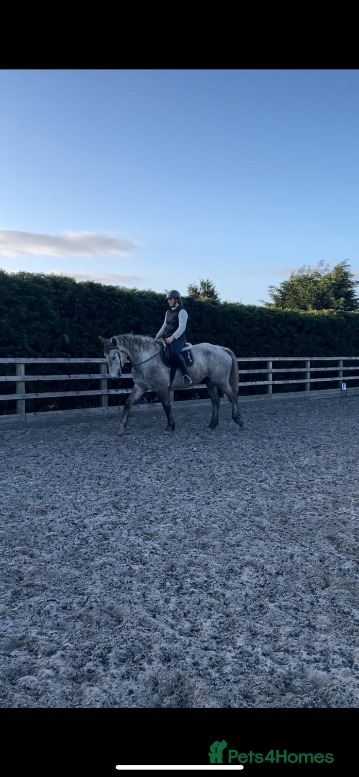 Irish Draught horses 16.3hh ID mare 2020 - Advert 8