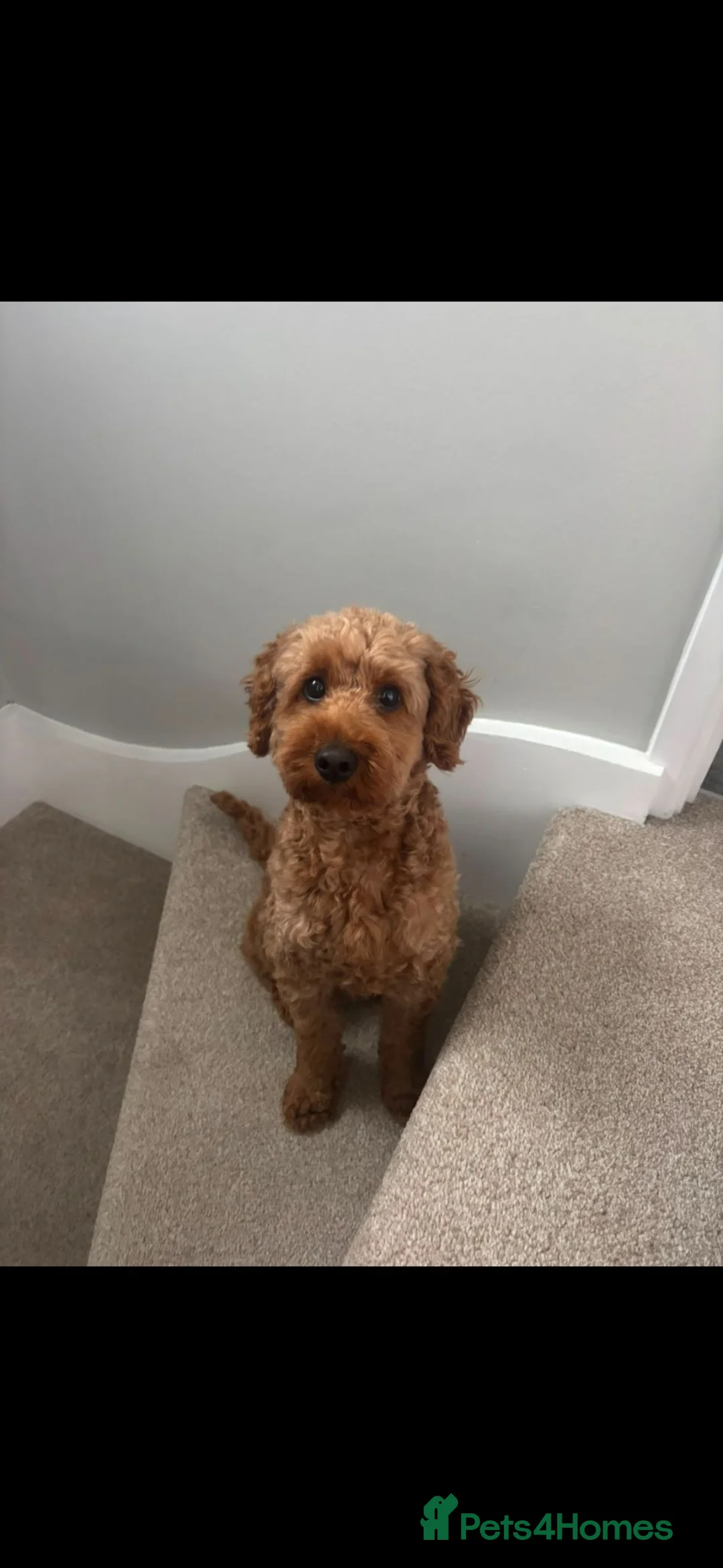 Cockapoo dogs for stud: Cockapoo stud in Southampton - Advert 4