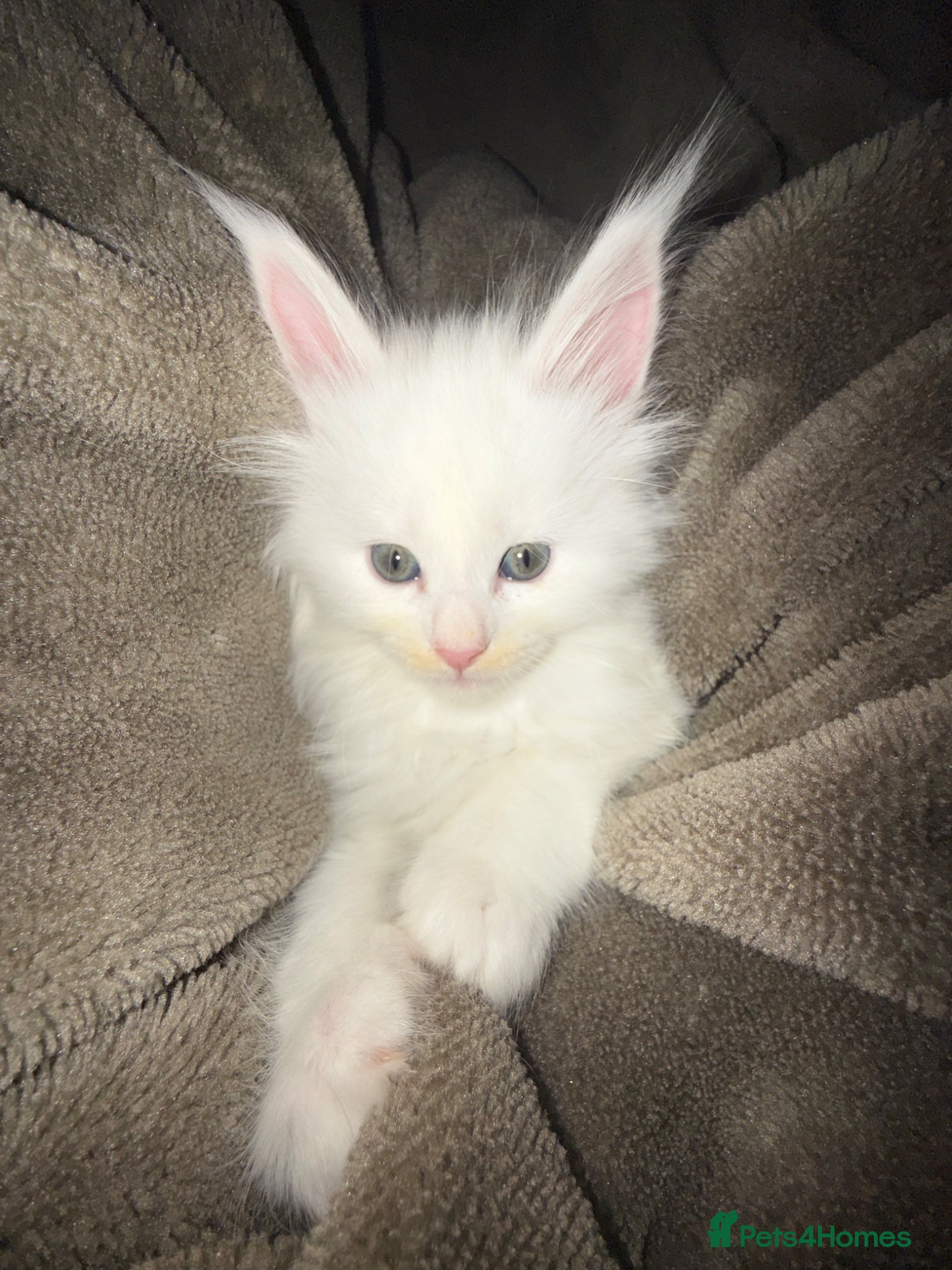Maine Coon cats XXL Russian Bloodline Maine Coon Kittens for sale - Advert 16