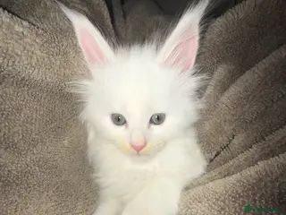 Maine Coon cats XXL Russian Bloodline Maine Coon Kittens for sale - Advert 16