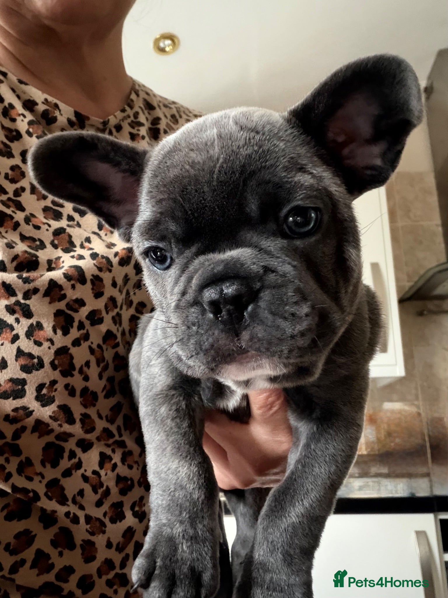 French Bulldog dogs French bulldog male - Advert 7