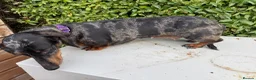 Miniature Dachshund dogs for sale: Tri coloured Mini Dachshund  in Stafford - Advert 4