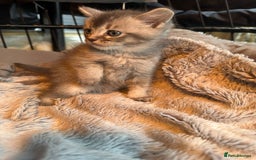 Mixed Breed cats for sale: Maine coon x Scottish fold kittens - Image 19