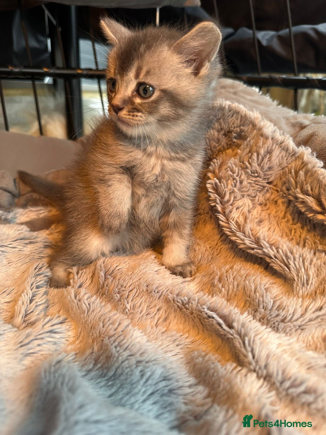 Mixed Breed cats for sale: Maine coon x Scottish fold kittens - Image 19