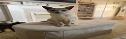 Siamese cats for sale: Meet ghost  - Advert 2