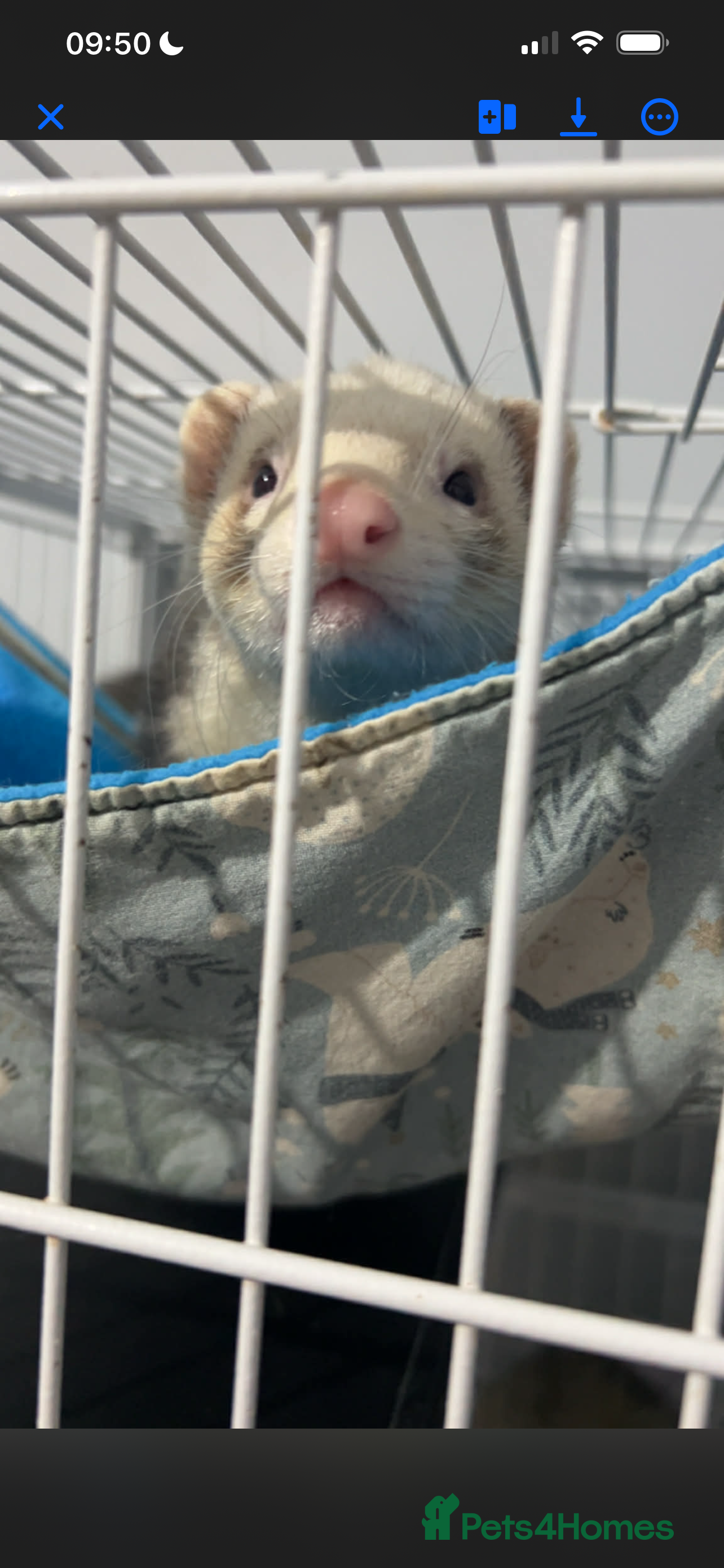 Mixed Breed rabbits 2 male ferrets.  - Advert 1