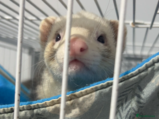 Mixed Breed rabbits 2 male ferrets. - Advert 6