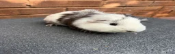Guinea Pig rodents for sale: Stunning Tri Coloured Male Guinea Pig  - Advert 3