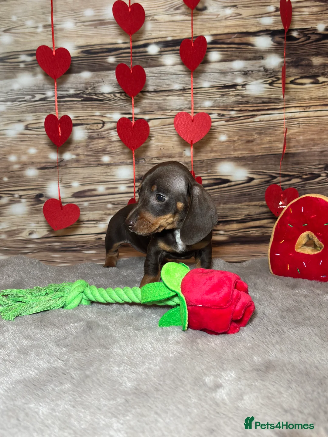 Miniature Dachshund dogs for sale: Outstanding tiny smooth coat dachshund  - Advert 2