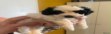 Lhasapoo 1