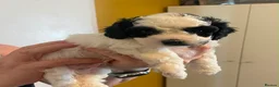 Lhasapoo dogs for sale: Gorgeous Lhasopoo puppies in Rochdale - Advert 8