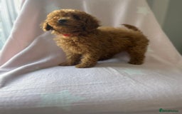 Miniature Poodle dogs for sale: Small size beautiful perfect poodle babys - Image 12