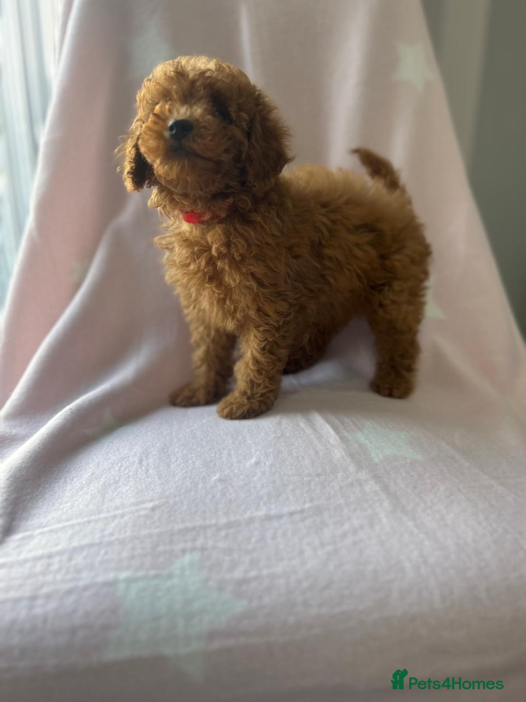 Miniature Poodle dogs for sale: Small size beautiful perfect poodle babys - Image 12