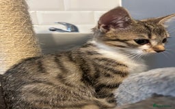 British Shorthair cats for sale: One female kitten for sale - Advert 10