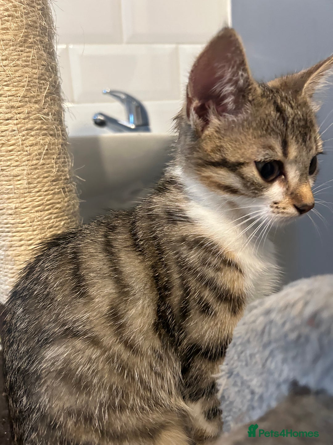 British Shorthair cats for sale: One female kitten for sale - Advert 10