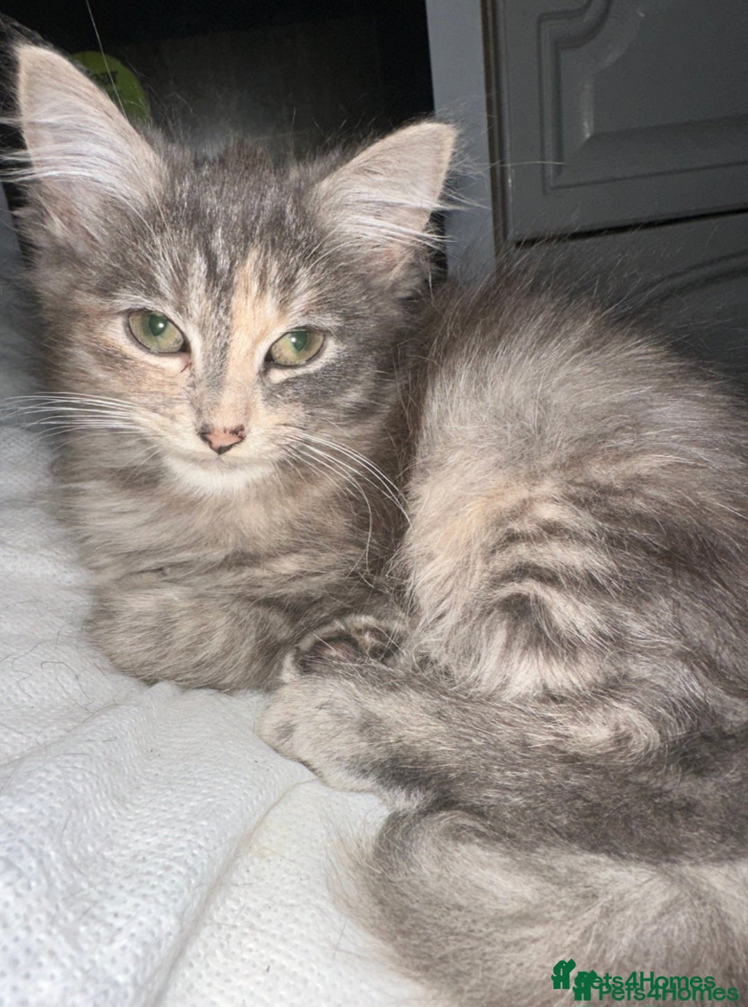 Mixed Breed cats for sale: 3 Stunning female kittens ready for their new home - Advert 2