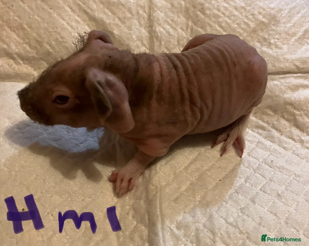 Guinea Pig rodents for sale: Well handled skinny pigs.  - Advert 3