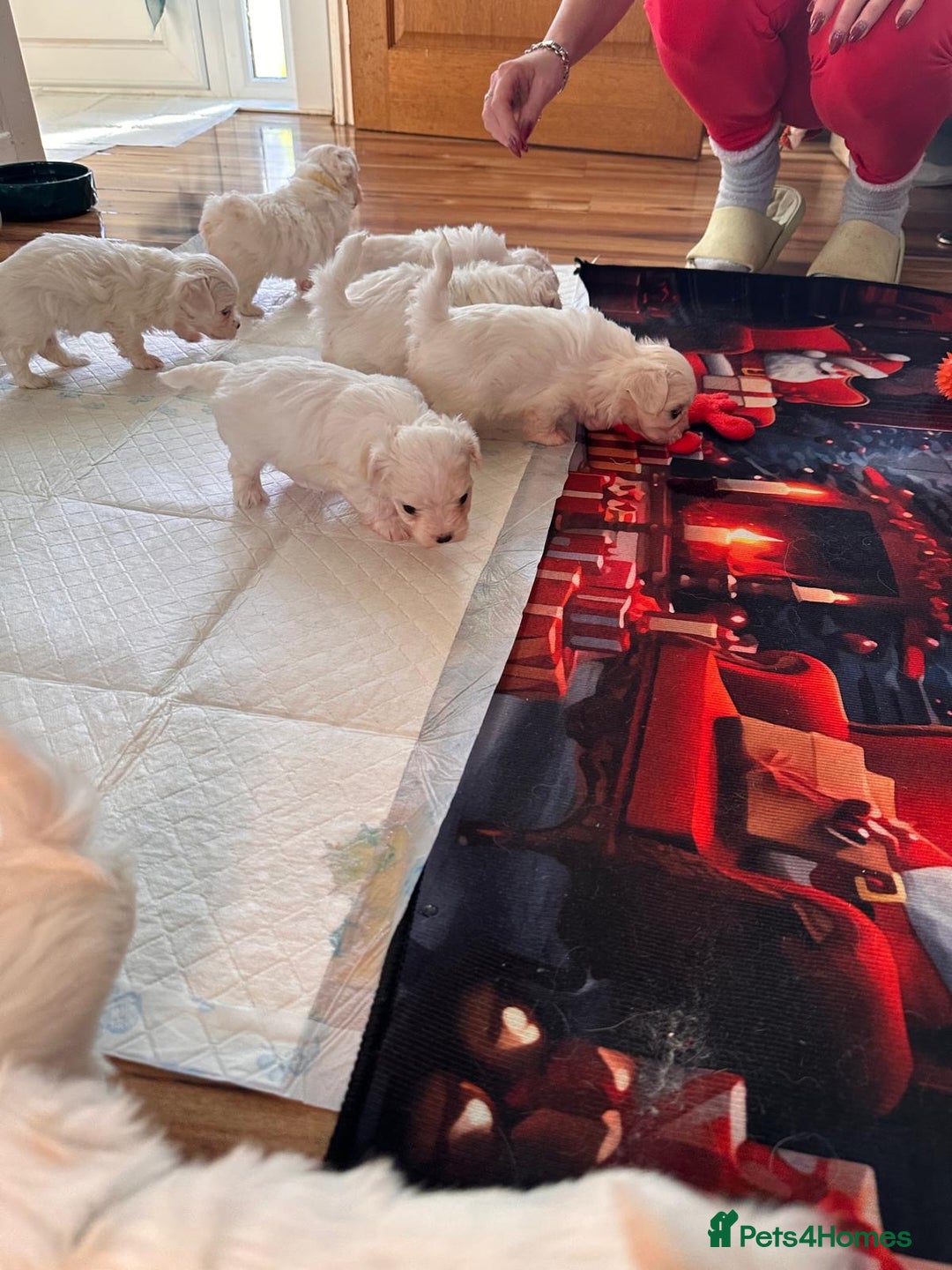 Maltese dogs for sale:  Beautiful maltese - Advert 13