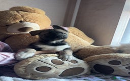 Siberian Husky dogs for sale: Siberian husky puppies  - Image 10