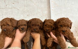Cavapoochon dogs for sale: Cavapoochons!!🐶 ONLY ONE BOY LEFT!!  - Image 1