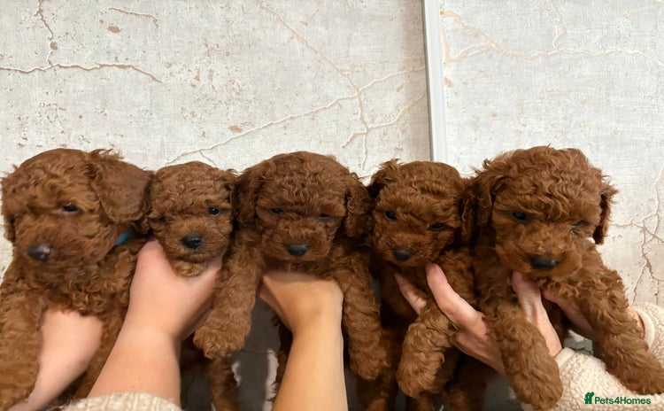 Cavapoochon dogs - Advert 3
