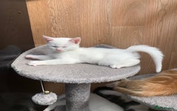 Mixed Breed cats for sale: Last two cuddly kittens - Image 17
